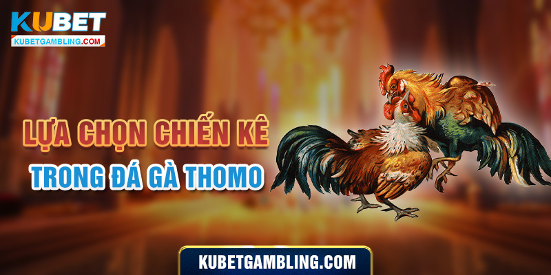 Đá Gà Trực Tiếp Thomo Là Gì? Vì sao lại thu hút người chơi?