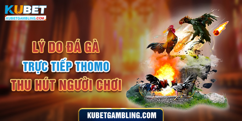 Đá Gà Trực Tiếp Thomo Là Gì? Vì sao lại thu hút người chơi?